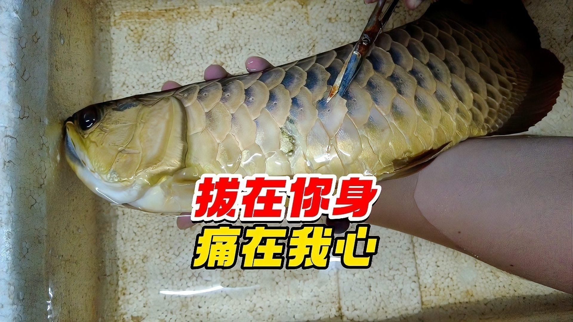 龍魚美容手術(shù)怎么做好 龍魚美容手術(shù)怎么做好 龍魚百科