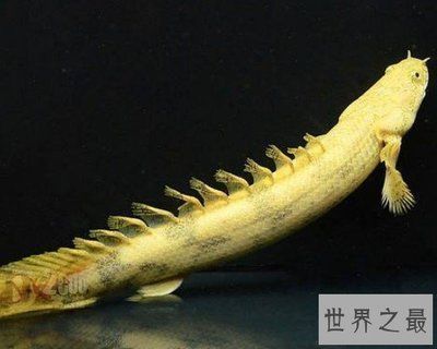夏天龍魚缸水溫32度：夏季龍魚缸水質管理技巧