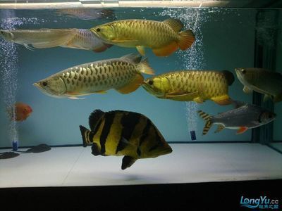 金龍魚混養(yǎng)最佳搭配,金龍魚混養(yǎng)最佳搭配是指將幾種不同種類的金龍魚混合在一起飼養(yǎng) 龍魚百科 第5張 金龍魚混養(yǎng)最佳搭配,金龍魚混養(yǎng)最佳搭配是指將幾種不同種類的金龍魚混合在一起飼養(yǎng) 金龍魚混養(yǎng)最佳搭配,金龍魚混養(yǎng)最佳搭配是指將幾種不同種類的金龍魚混合在一起飼養(yǎng) 龍魚百科 第5張