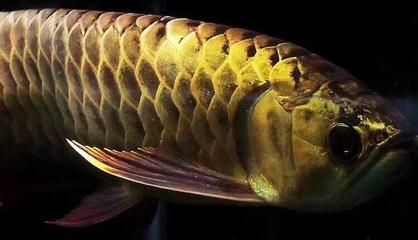 龍魚(yú)錨蟲(chóng)（錨蟲(chóng)是影響龍魚(yú)健康的一種常見(jiàn)寄生蟲(chóng)）
