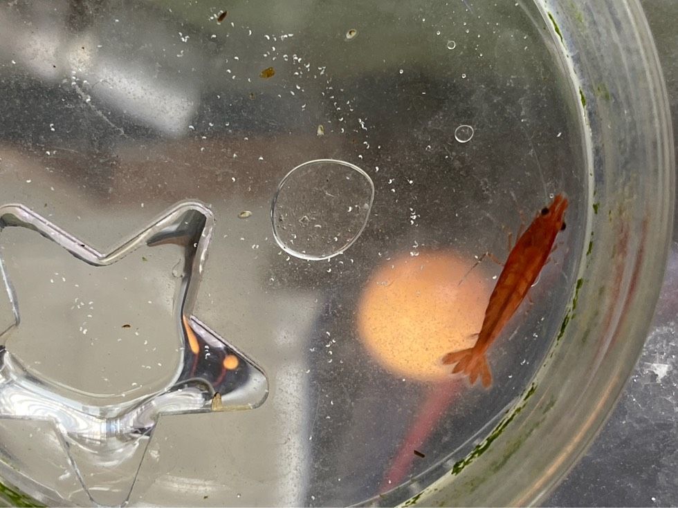 龍魚(yú)錨蟲(chóng)（錨蟲(chóng)是影響龍魚(yú)健康的一種常見(jiàn)寄生蟲(chóng)）