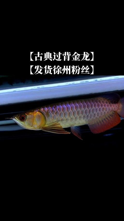 紫底過背金龍魚圖片