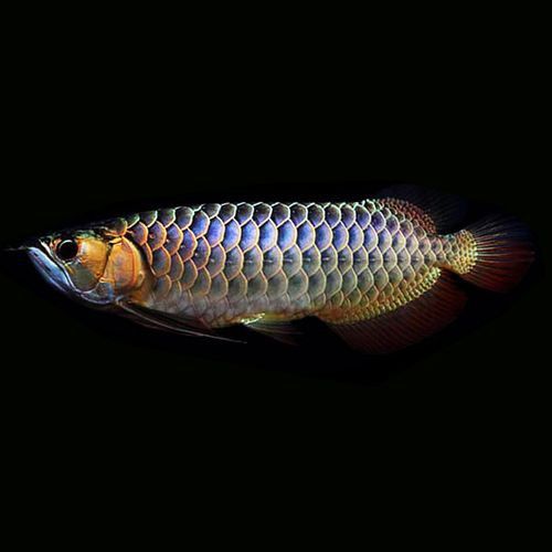 紫底過背金龍魚圖片