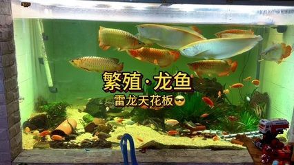 豬鼻龜和黃頭側(cè)頸龜混養(yǎng)需要考慮哪些因素需要考慮：烏龜與龍魚混養(yǎng)的注意事項