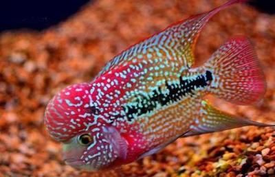 羅漢魚飼料成分對比，羅漢魚飼料成分對魚類生長的影響 羅漢魚飼料成分對比，羅漢魚飼料成分對魚類生長的影響 龍魚百科 第4張