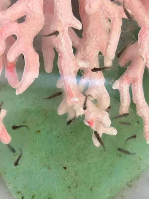 小恐龍魚吃什么長得快些