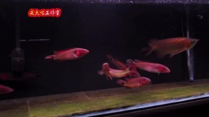 紅龍魚能和什么魚混養一起（紅龍魚混養水質要求）