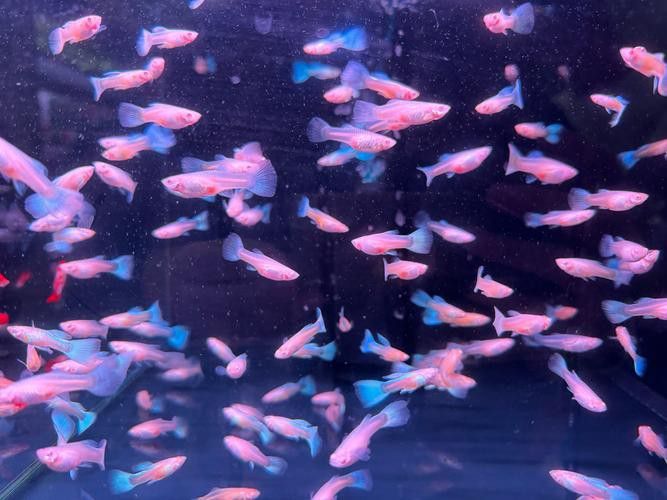 衡水龍魚水族館在哪兒呀