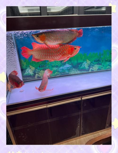 衡水龍魚水族館在哪兒呀