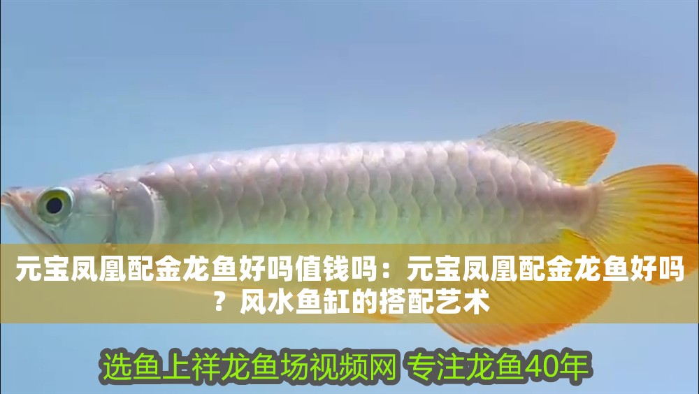 元寶鳳凰配金龍魚好嗎值錢嗎：元寶鳳凰配金龍魚好嗎？風水魚缸的搭配藝術