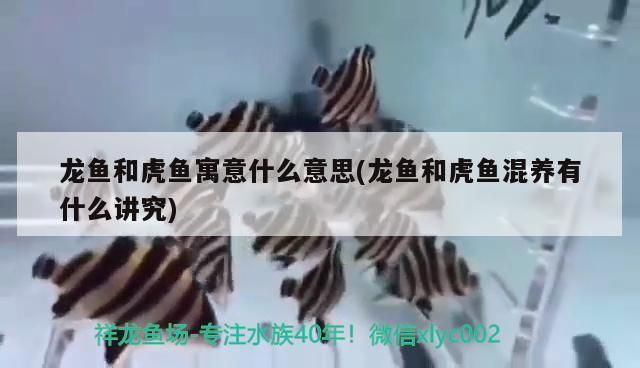 龍魚和虎魚混養有什么講究嗎：龍魚和虎魚混養需要注意什么？ 龍魚和虎魚混養有什么講究嗎：龍魚和虎魚混養需要注意什么？ 龍魚百科 第4張