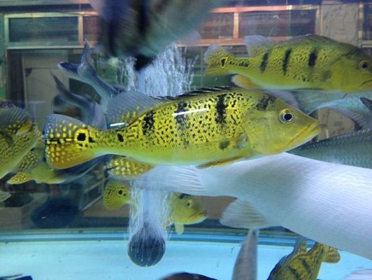 龍魚和虎魚混養有什么講究嗎：龍魚和虎魚混養需要注意什么？ 龍魚和虎魚混養有什么講究嗎：龍魚和虎魚混養需要注意什么？ 龍魚百科 第5張