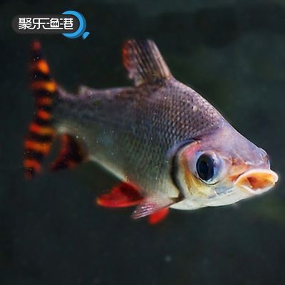 龍魚缸里配幾條飛鳳好（將龍魚與飛鳳魚混養時，有幾個關鍵因素需要考慮，需要考慮） 龍魚缸里配幾條飛鳳好（將龍魚與飛鳳魚混養時，有幾個關鍵因素需要考慮，需要考慮） 龍魚百科 第4張