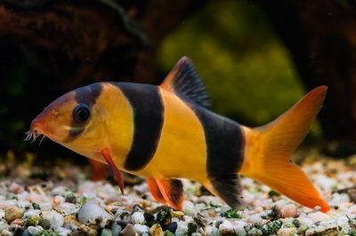 龍魚缸里配幾條飛鳳好（將龍魚與飛鳳魚混養時，有幾個關鍵因素需要考慮，需要考慮） 龍魚缸里配幾條飛鳳好（將龍魚與飛鳳魚混養時，有幾個關鍵因素需要考慮，需要考慮） 龍魚百科 第5張