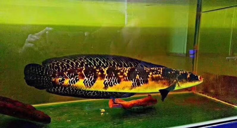 最美雷龍魚有哪些特點？：“最美雷龍魚”有哪些特點？