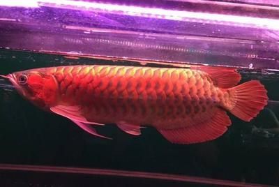 高背龍魚飼養需要注意的餌料，高背龍魚飼養需要注意：飼養高背龍魚的注意事項