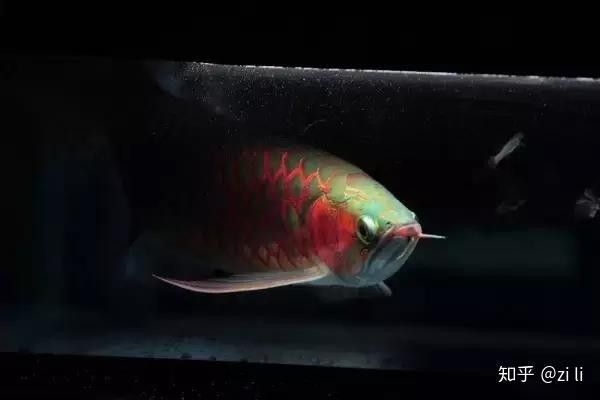 紅龍魚品種區分