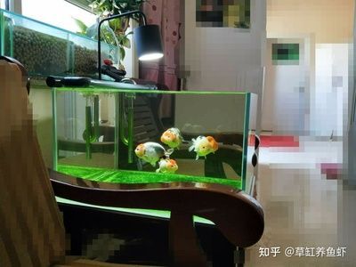 一個缸里能養幾條龍魚:養殖龍魚時,一個缸能養幾條龍魚,有人建議混養九條龍魚 龍魚百科 第4張 一個缸里能養幾條龍魚:養殖龍魚時,一個缸能養幾條龍魚,有人建議混養九條龍魚 一個缸里能養幾條龍魚:養殖龍魚時,一個缸能養幾條龍魚,有人建議混養九條龍魚 龍魚百科 第4張