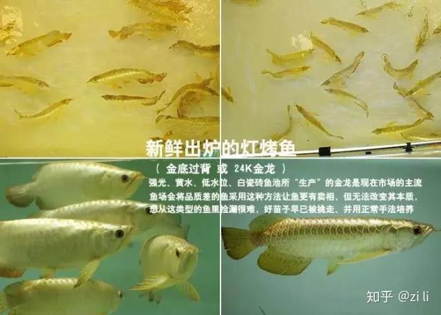 古典過背金龍的市場需求如何？