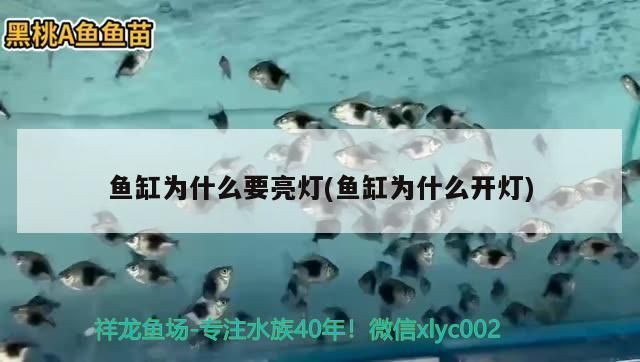 進口金龍魚：進口金龍魚觀賞魚市場價格