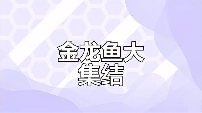 金龍魚養幾條比較好看 金龍魚養幾條比較好看 龍魚百科 第13張