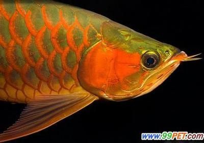 龍魚養五條條風水學（龍魚養5條條風水學）