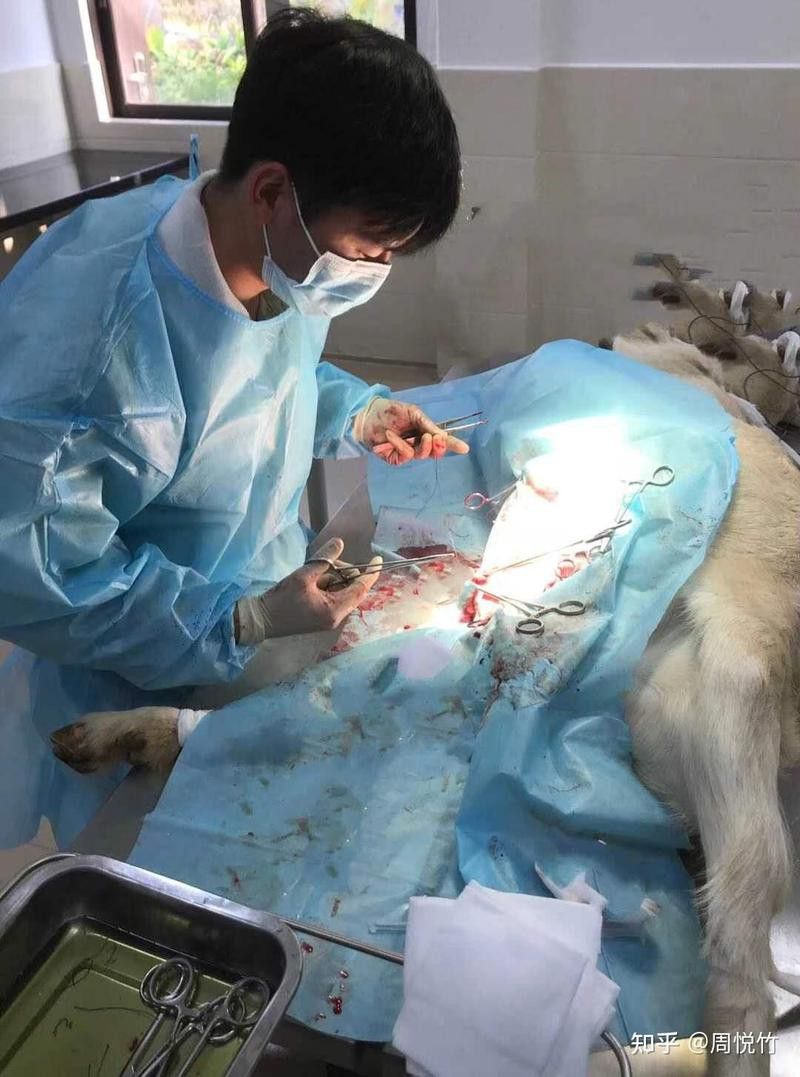 哪里可以找到專業的水族獸醫？ 哪里可以找到專業的水族獸醫？ 龍魚百科 第7張