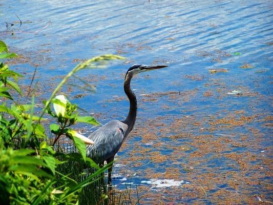 六角恐龍魚水多深合適：六角恐龍魚幼魚最佳水深，六角恐龍魚水溫控制方法 六角恐龍魚水多深合適：六角恐龍魚幼魚最佳水深，六角恐龍魚水溫控制方法 龍魚百科 第2張