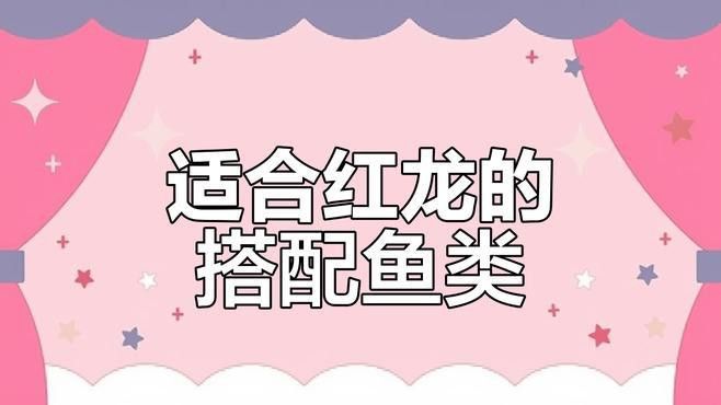 推薦一些與紅龍魚混養(yǎng)的數(shù)量 推薦一些與紅龍魚混養(yǎng)的數(shù)量 龍魚百科 第5張