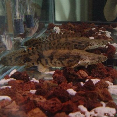 淡水土龍魚：淡水土龍魚主要指兩種不同的水生動物，淡水土龍魚的營養價值極高