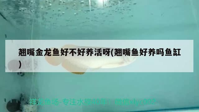 金龍魚好不好養活一些，金龍魚的飼養要點 金龍魚好不好養活一些，金龍魚的飼養要點 龍魚百科 第1張