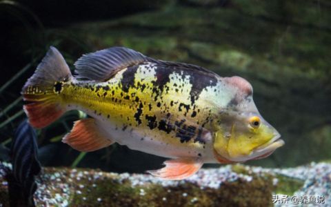 金龍魚好不好養活一些，金龍魚的飼養要點 金龍魚好不好養活一些，金龍魚的飼養要點 龍魚百科 第5張