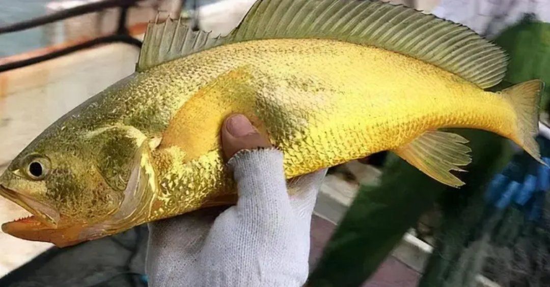 十大最好吃的龍魚排名