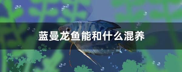 龍魚能在低溫下活嗎：龍魚低溫下的存活時間非常短暫，如何預(yù)防龍魚低溫下的應(yīng)急處理