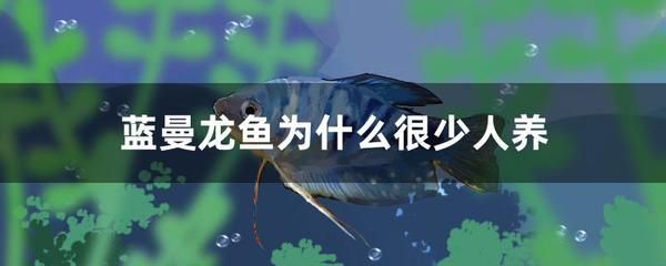 龍魚能在低溫下活嗎：龍魚低溫下的存活時間非常短暫，如何預(yù)防龍魚低溫下的應(yīng)急處理
