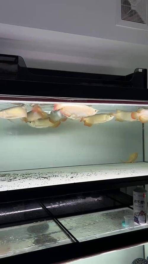 龍魚混養最佳伴侶魚類有哪些圖片 龍魚混養最佳伴侶魚類有哪些圖片 龍魚百科 第29張