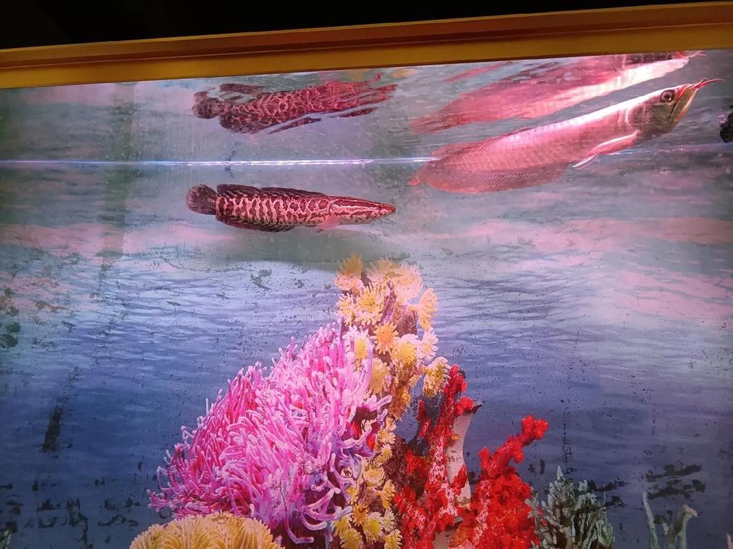 龍魚混養最佳伴侶魚類有哪些圖片 龍魚混養最佳伴侶魚類有哪些圖片 龍魚百科 第39張