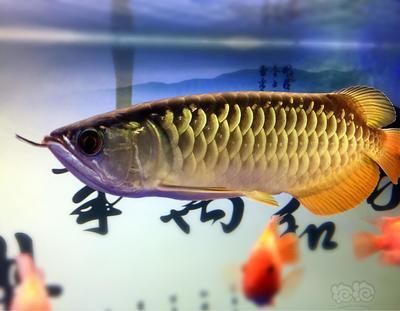 鸚鵡魚被金龍魚吃了眼睛（鸚鵡魚是否被金龍魚吃了眼睛）