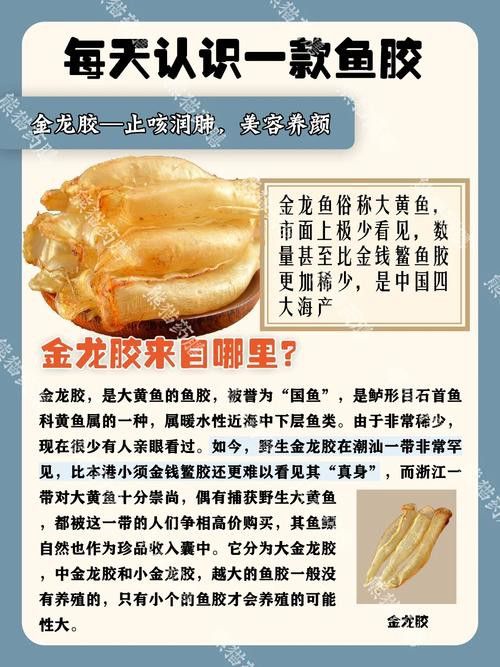金龍魚膠的營養價值及功效 金龍魚膠的營養價值及功效 龍魚百科 第1張