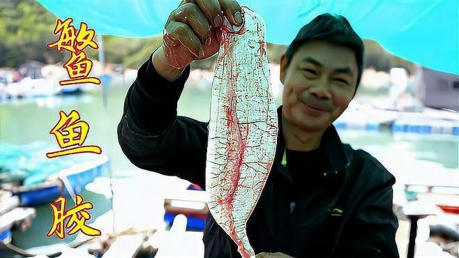 金龍魚膠的營養價值及功效 金龍魚膠的營養價值及功效 龍魚百科 第8張