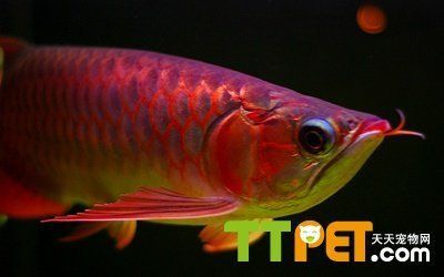 龍魚疾病預(yù)防方法視頻講解大全：如何預(yù)防龍魚疾病
