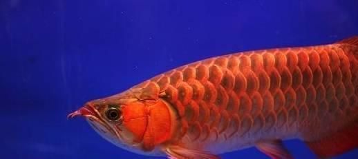 紅龍魚喂什么好養（紅龍魚成年后如何發色，紅龍魚疾病預防措施）