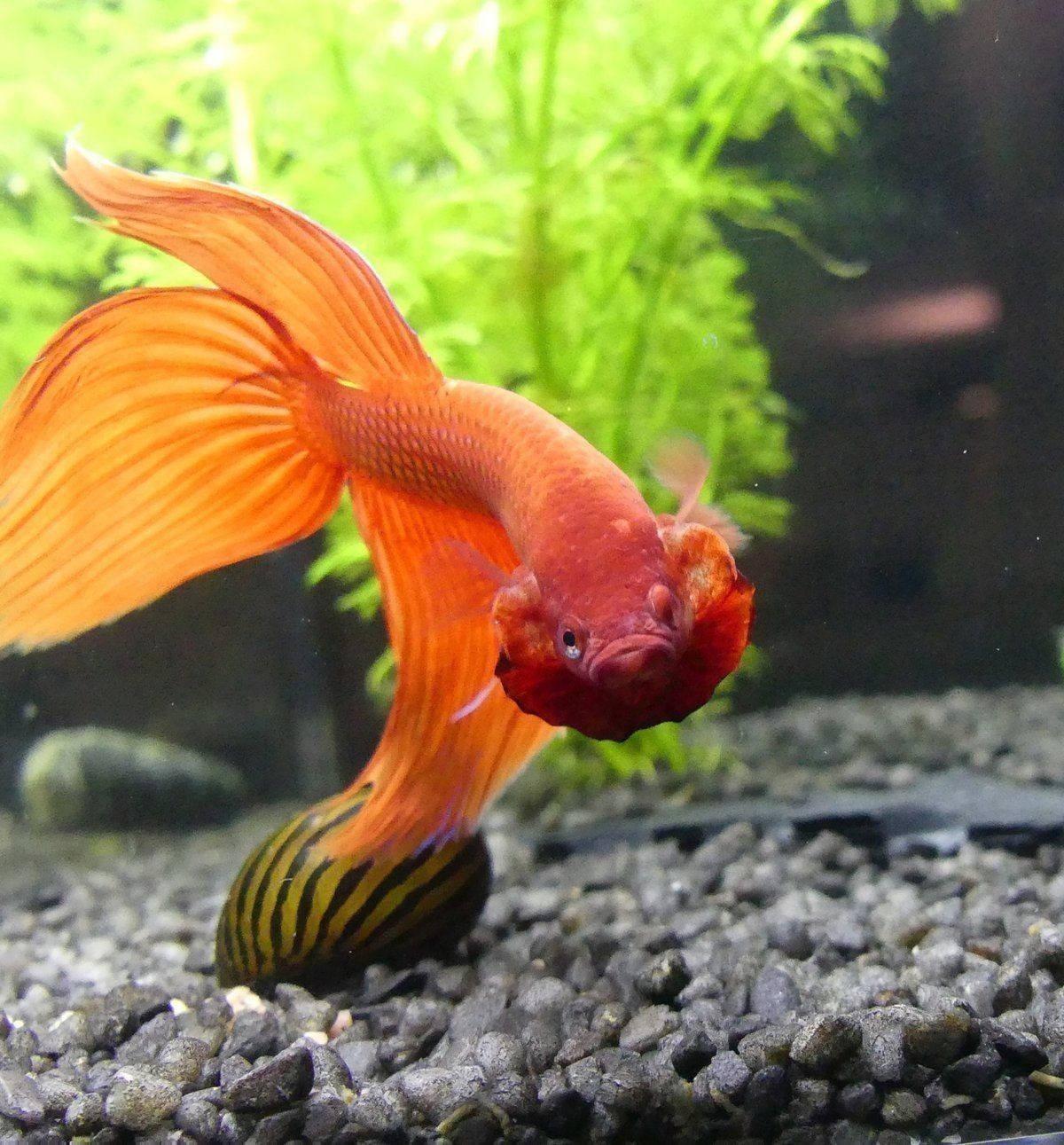 金魚品種大全及圖片
