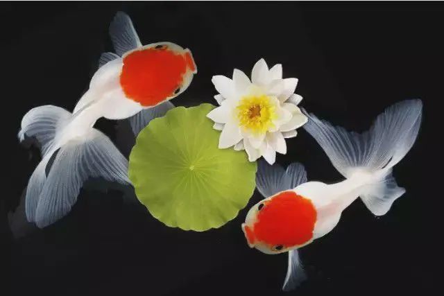 金魚品種大全及圖片