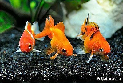 金魚品種大全及圖片