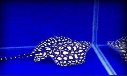 金龍魚開燈就趴缸怎么辦?(金龍魚一開燈就趴缸)