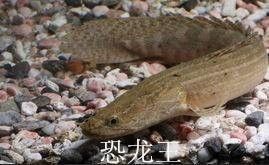 金龍魚開燈就趴缸怎么辦?(金龍魚一開燈就趴缸)