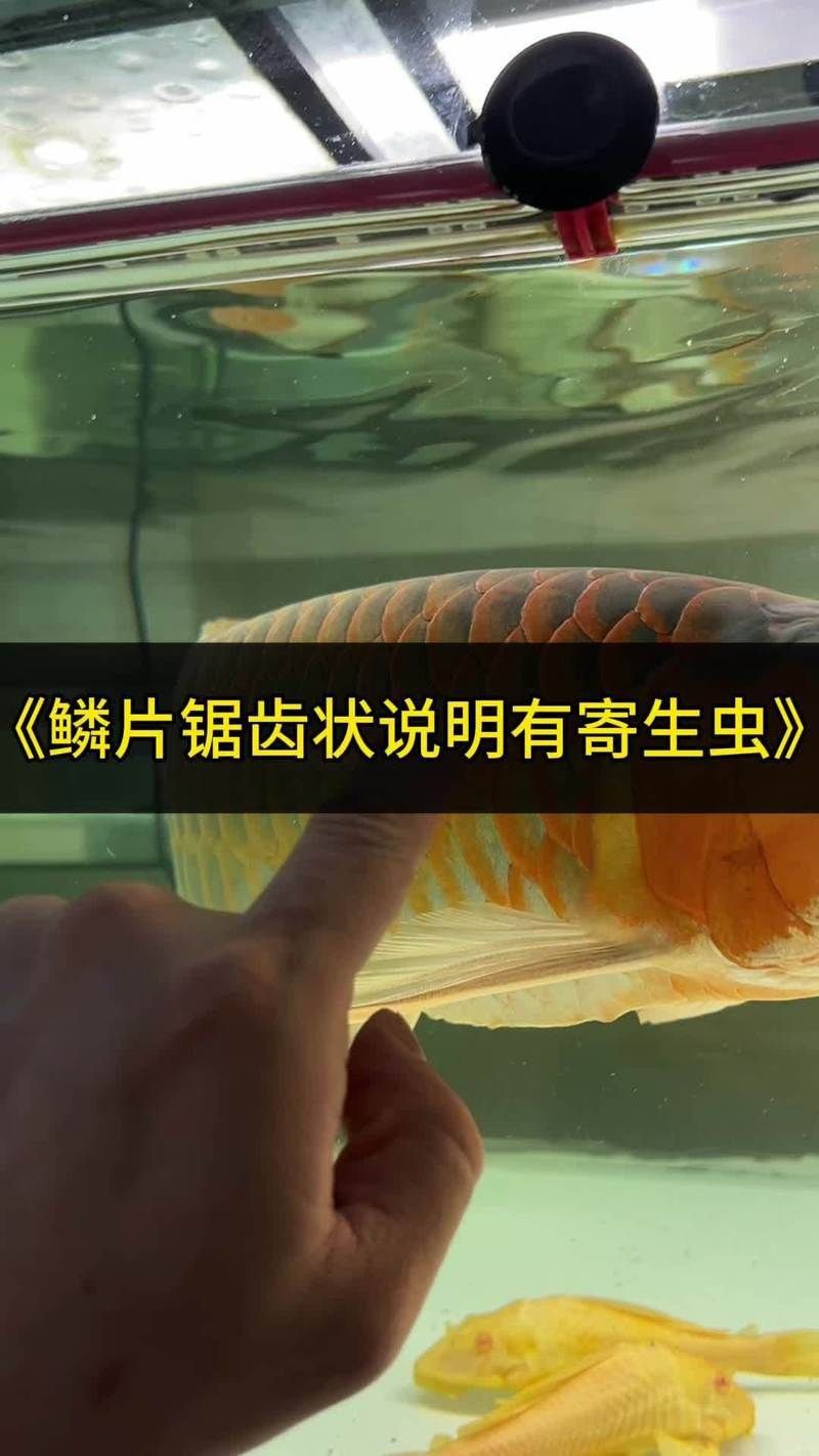 龍魚有外寄有什么癥狀