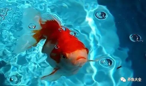 龍魚有外寄有什么癥狀