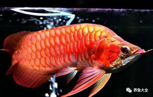 龍魚有外寄有什么癥狀